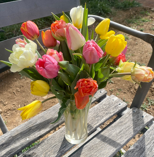 25 stem Tulip Bouquet wrapped (local delivery included)