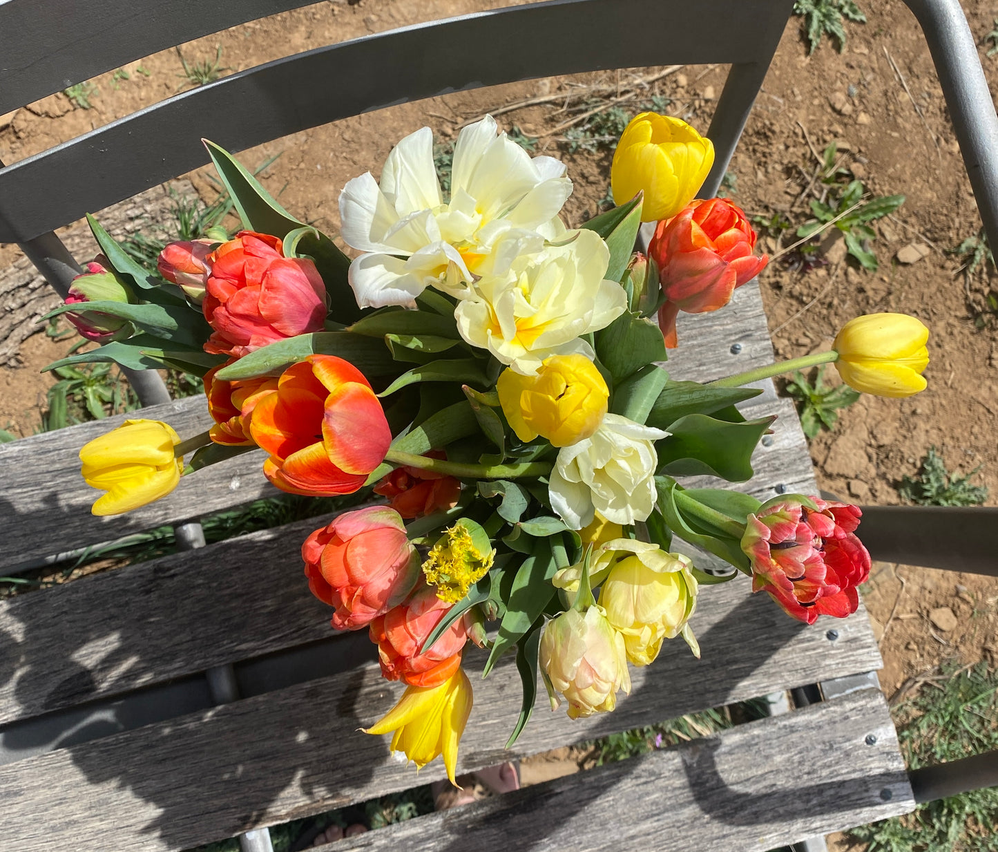 15 stem Tulip Bouquet wrapped (local delivery included)